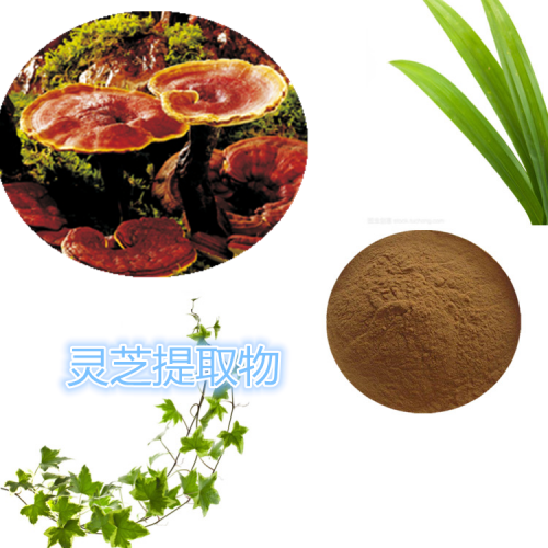 灵芝提取物  仙草提取物 灵芝速溶粉 灵芝浸膏