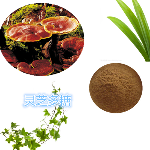 灵芝多糖 30%  灵芝粉 灵芝浸膏粉 灵芝提取液