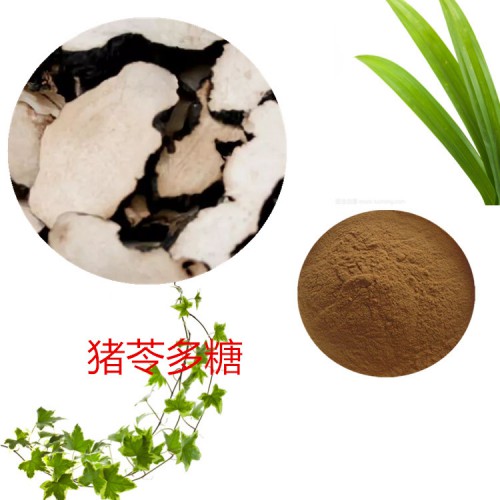 猪苓多糖 30%   猪苓浸膏粉 猪苓粉 猪苓提取液