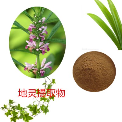 水苏糖提取物 10：1 地灵速溶粉 地灵浸膏 地灵粉