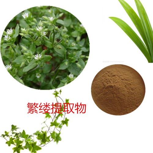 繁缕提取物 水提   繁缕速溶粉 繁缕浸膏 繁缕粉