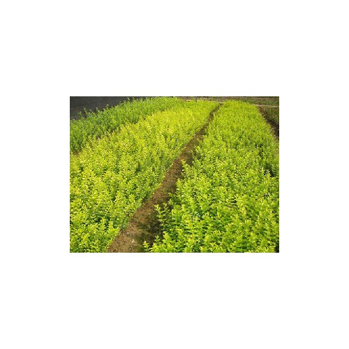 郴州造林小苗，青枫，红枫，红叶石楠，紫薇，桂花，茶花