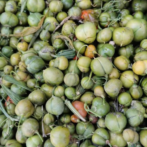 黄精种子 中药黄精种子 野生鸡头黄精种子