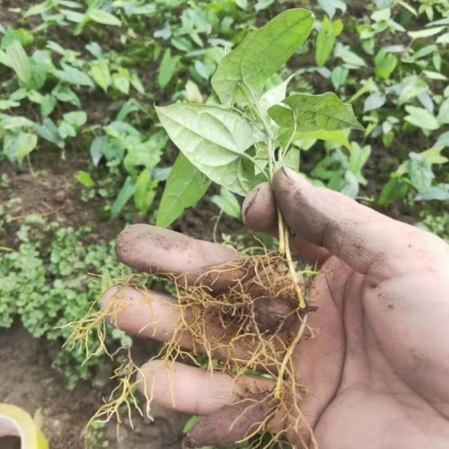 金果榄苗 中药金果榄种苗 山草药金果榄苗