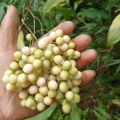 金果榄种子 地苦胆种子 中草药金果榄种子