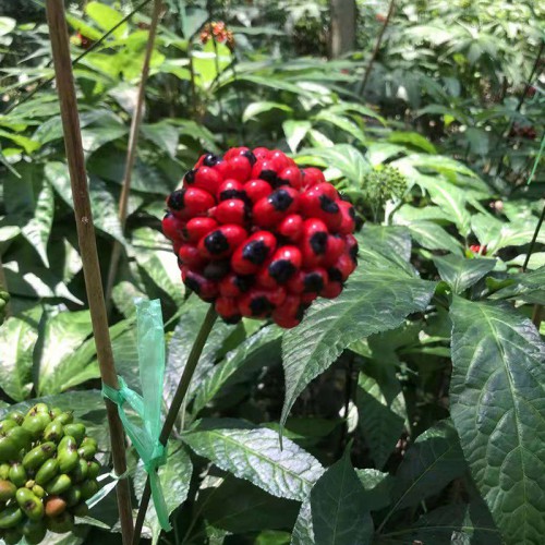 黑人参种子 黑三七种子 药材黑人参种子