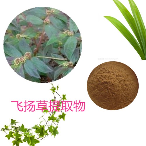 飞扬草提取物 水提  飞扬草速溶粉 飞扬草浸膏 飞扬草粉