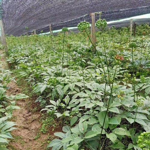 竹节参苗 中药竹节参苗 野生竹节参