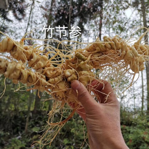 竹节参种子 中药竹节参种子 耐寒竹节参种子