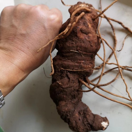 重楼苗 药材重楼苗 重楼苗批发