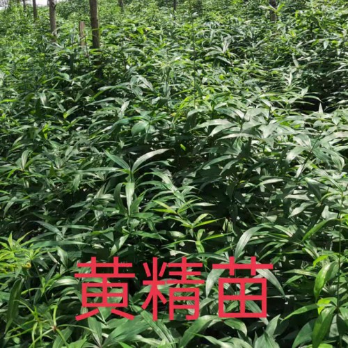黄精苗 中药黄精苗 多花姜形黄精苗