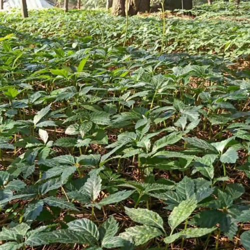 黑人参苗 黑三七苗 新鲜黑人参栽培管理