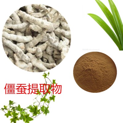僵蚕提取物 水提  僵蚕速溶粉 僵蚕浸膏 僵蚕粉