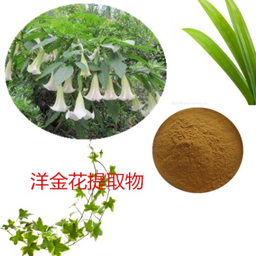 洋金花提取物 水提 曼陀罗花速溶粉  曼陀罗花浸膏