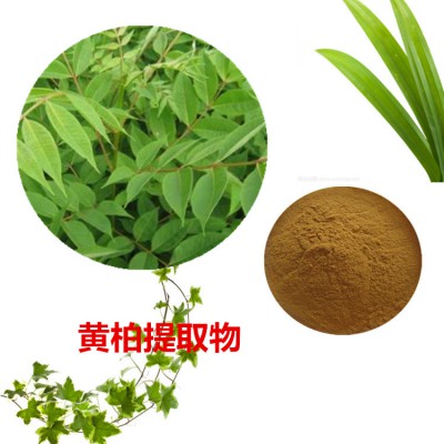 黄柏提取物 水提 黄柏速溶粉 黄柏浸膏 黄柏粉