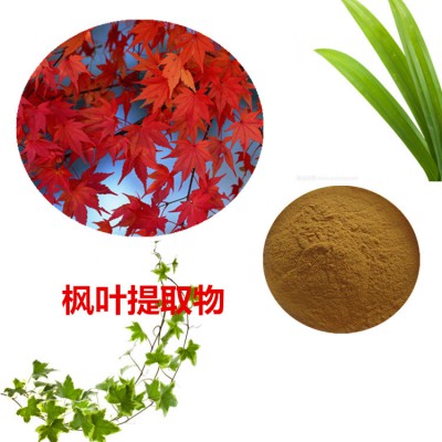 枫叶提取物 水提 枫叶速溶粉 枫叶浸膏 枫叶粉