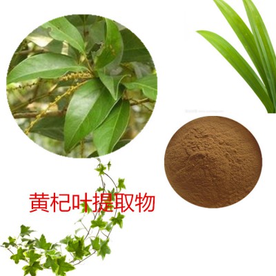 黄杞叶提取物 水提  黄杞叶速溶粉 黄杞叶浸膏 黄杞叶粉
