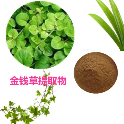 金钱草提取物 水提 金钱草速溶粉 金钱草浸膏 金钱草粉