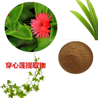 穿心莲根提取物 水提 穿心莲速溶粉 穿心莲浸膏 穿心莲粉