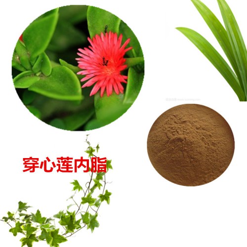 穿心莲根提取物 水提 穿心莲内脂 98%  穿心莲浸膏粉