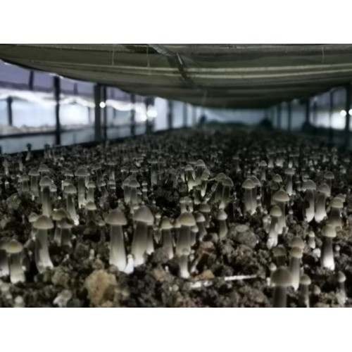 常年供应优质高产黑皮鸡枞菌菌种