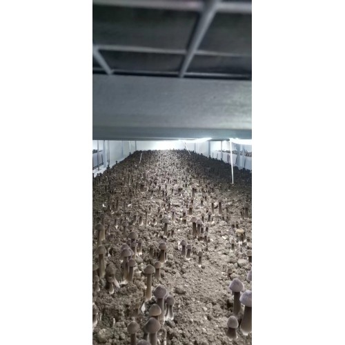 常年供应优质高产黑皮鸡枞菌包
