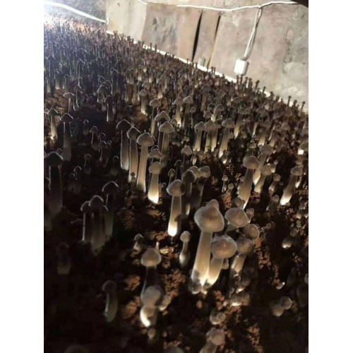 优质高产黑皮鸡枞菌包 黑皮鸡枞菌种植 黑皮鸡枞菌效益