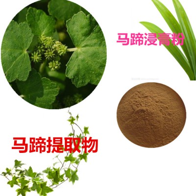 马蹄提取物 水提 马蹄速溶粉 马蹄浸膏 马蹄粉 水溶