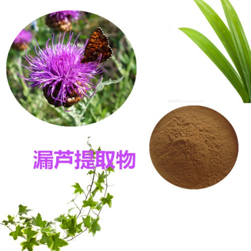 漏芦提取物  漏芦粉 漏芦速溶粉 漏芦浸膏粉