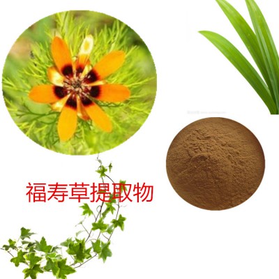 福寿草提取物  福寿草粉  福寿草速溶粉  福寿草浸膏粉