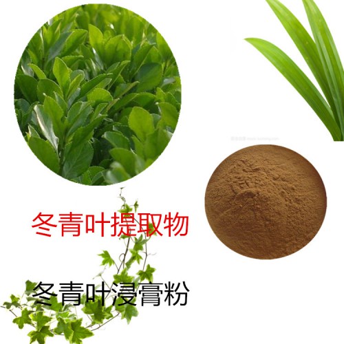 四季青提取物 冬青叶粉 四季青速溶粉  冬青叶浸膏粉