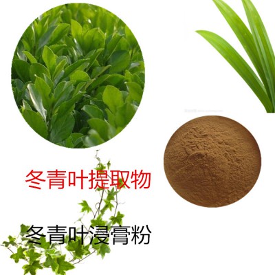 四季青提取物 冬青叶粉 四季青速溶粉  冬青叶浸膏粉
