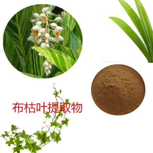 布枯叶提取物 布枯叶粉 布枯叶速溶粉  布枯叶浸膏粉
