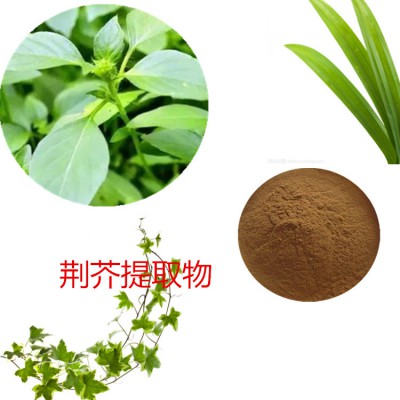 荆芥提取物 荆芥粉 荆芥速溶粉  荆芥浸膏粉