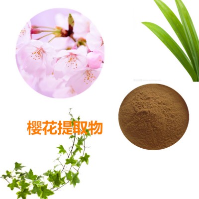 樱花提取物 樱花粉 樱花速溶粉 樱花浸膏粉