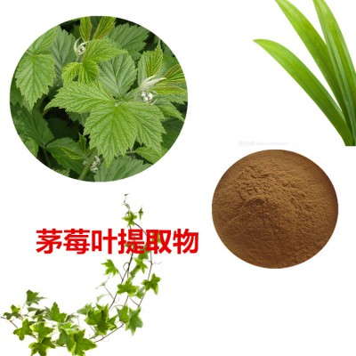 茅莓叶提取物 茅莓叶粉 茅莓叶速溶粉 茅莓叶浸膏粉