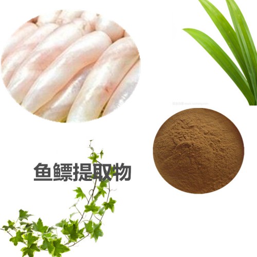 鱼鳔提取物  鱼鳔粉 鱼鳔速溶粉 鱼鳔浸膏粉