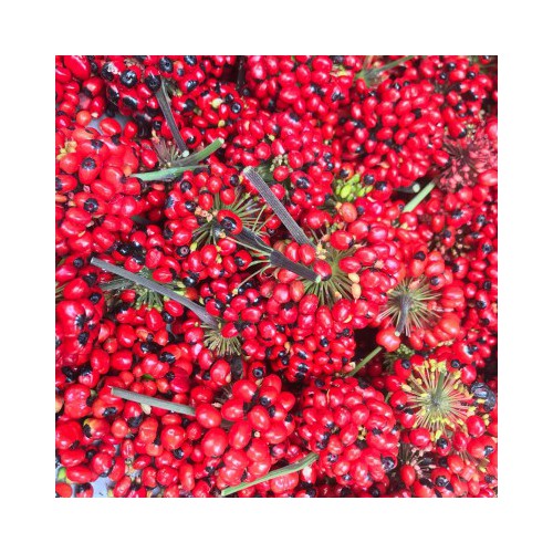 云南黑三七种植区 云南黑三七种植基地 越南人参种子