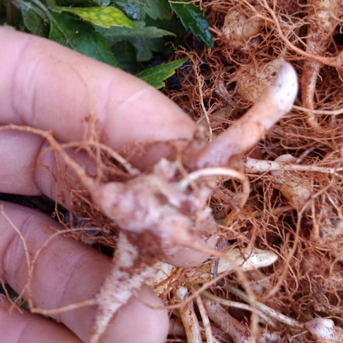 黑人参种苗 黑人参苗子 黑人参价格 黑人参行情