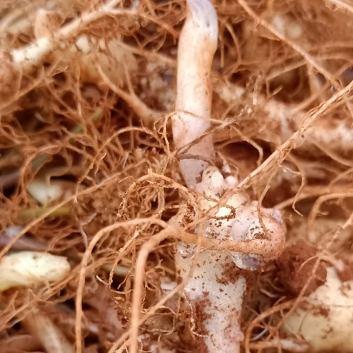 黑三七种苗 黑三七种子 黑三七苗 黑三七价格