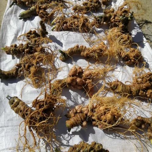 黑人参种子 黑人参种苗 黑三七苗 黑三七种苗