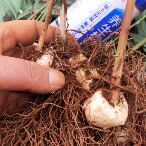 黄精种苗 黄精苗子 黄精苗 黄精种植基地