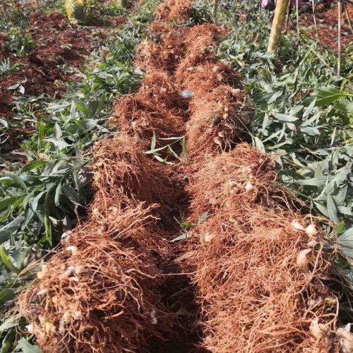 国药黄精苗 野生黄精苗 二年黄精苗 红花滇黄精苗