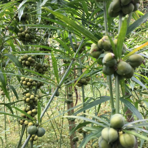 滇黄精种子 黄精种子 云南黄金种子