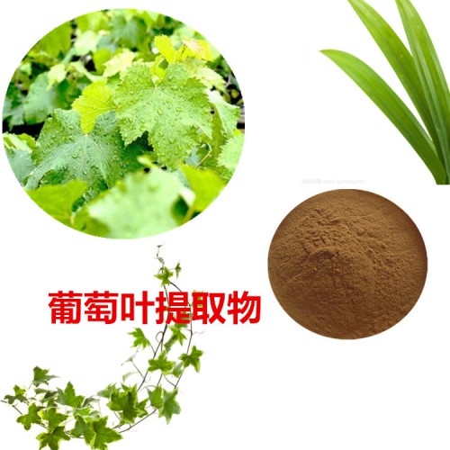 葡萄叶提取物  葡萄叶粉 葡萄叶速溶粉 葡萄叶浸膏粉
