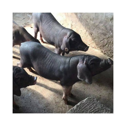 太湖种猪一只价钱 梅山后备母猪 太湖原种高产母猪