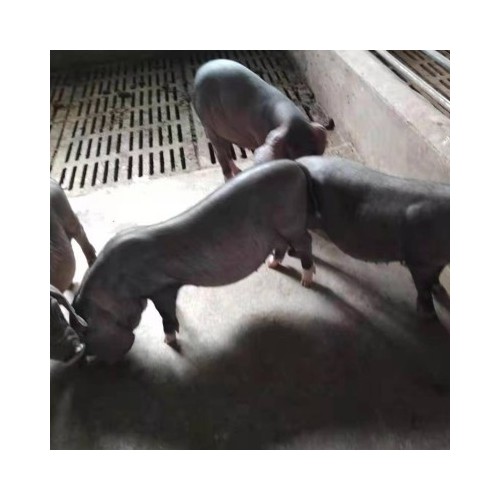 江苏小猪价格 二元母猪仔卖 母猪苗品种 优质太湖母猪