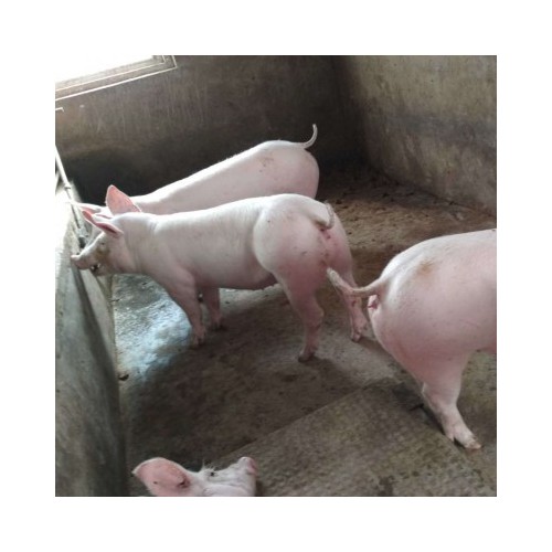 2021年二元母猪价格 母猪供应 优质母猪苗