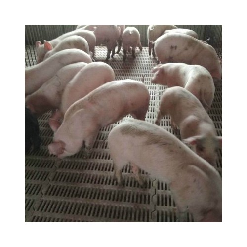大长二元母猪价格 150斤后备母猪出售 种母猪基地