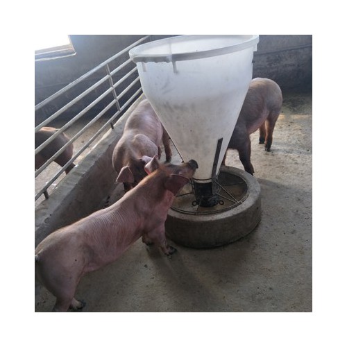 纯种杜洛克公猪价格 黑色杜洛克种猪 杜洛克后备母猪